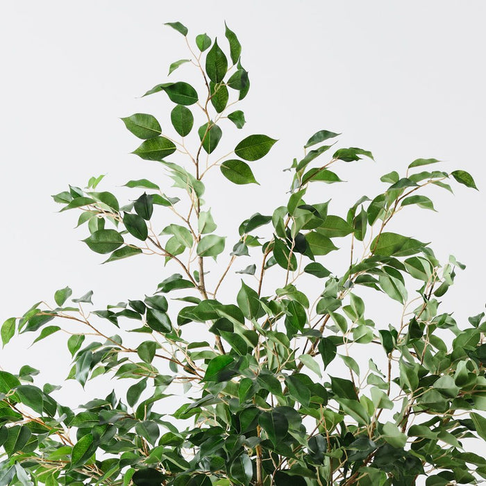 Ficus Tree Green 230cm