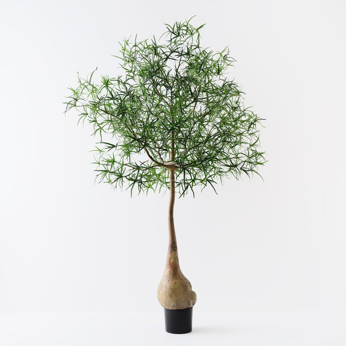 Bottle Tree Green 245cm