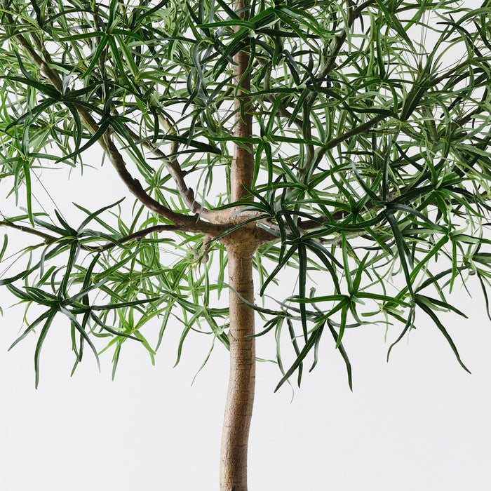 Bottle Tree Green 245cm