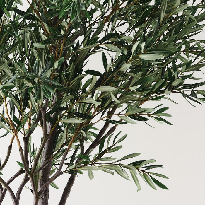Olive Tree Grey Green 260cm