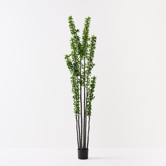 Alhagi Tree Green 183cm Pack of 2