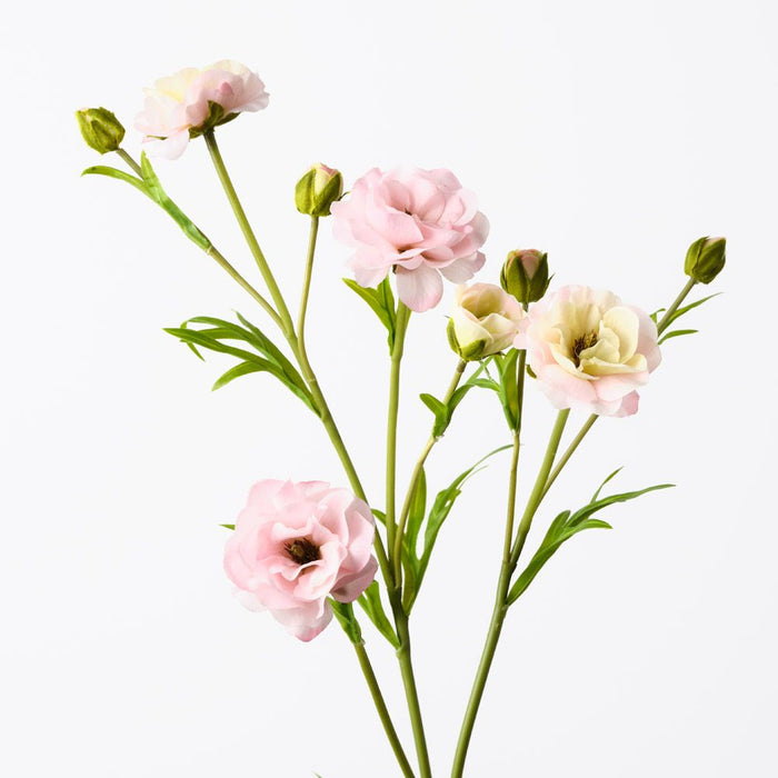 Ranunculus Spray Cream Pink 72cm Pack of 12