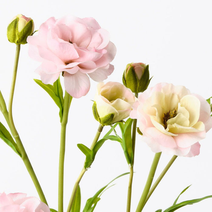 Ranunculus Spray Cream Pink 72cm Pack of 12