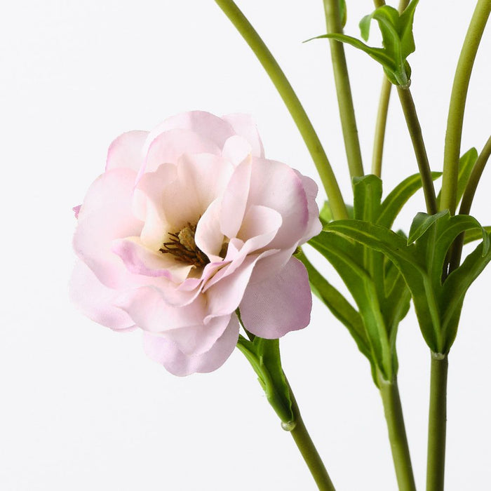 Ranunculus Spray Lavender 72cm Pack of 12