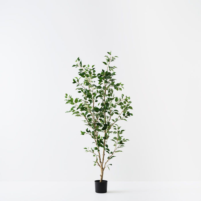 Ficus Tree Green 183cm Pack of 2