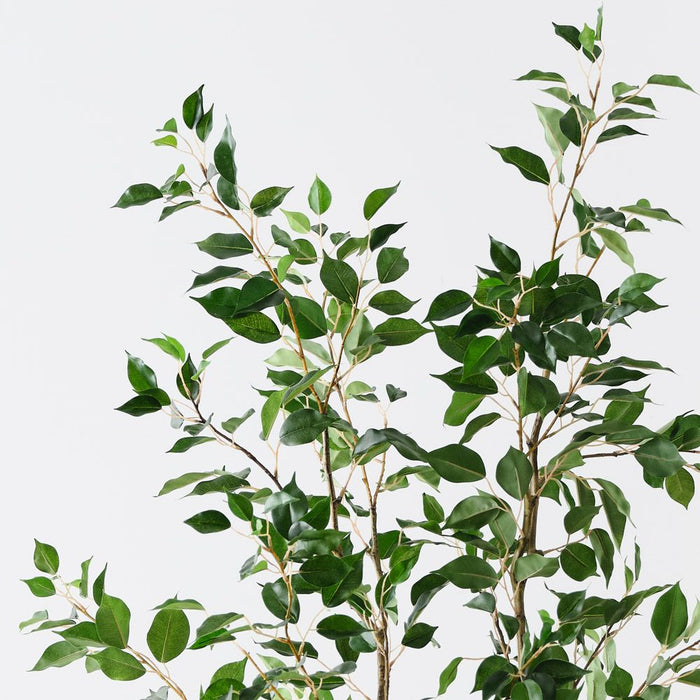 Ficus Tree Green 183cm Pack of 2