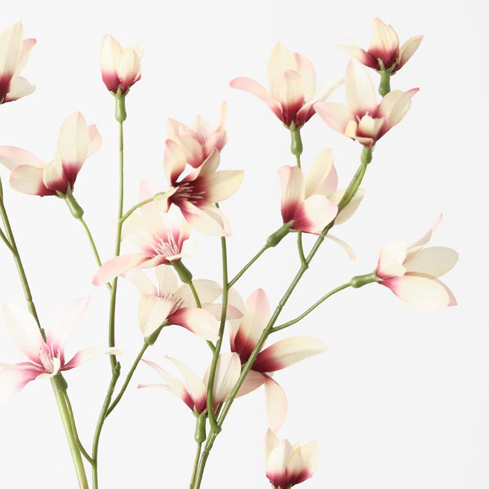 Lily Rain Burgundy Cream 90cm Pack of 6