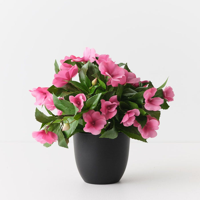 Impatiens Plant Hot Pink 28cm Pack of 4