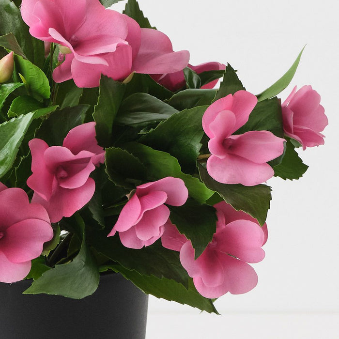 Impatiens Plant Hot Pink 28cm Pack of 4