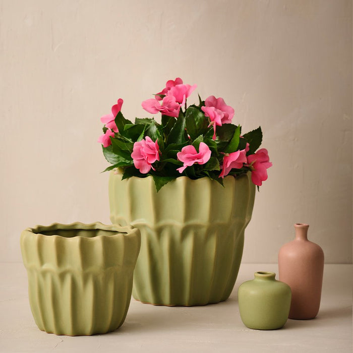 Impatiens Plant Hot Pink 28cm Pack of 4