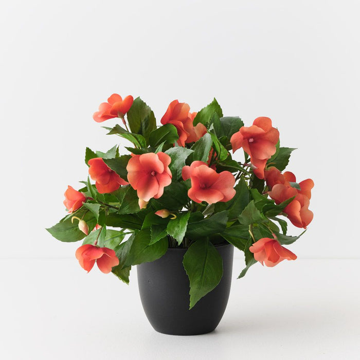 Impatiens Plant Orange 28cm Pack of 4