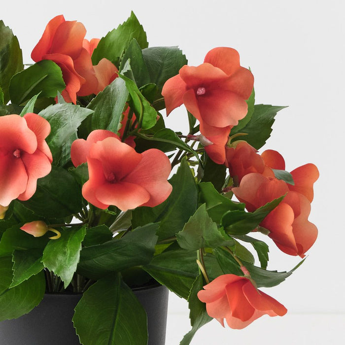 Impatiens Plant Orange 28cm Pack of 4