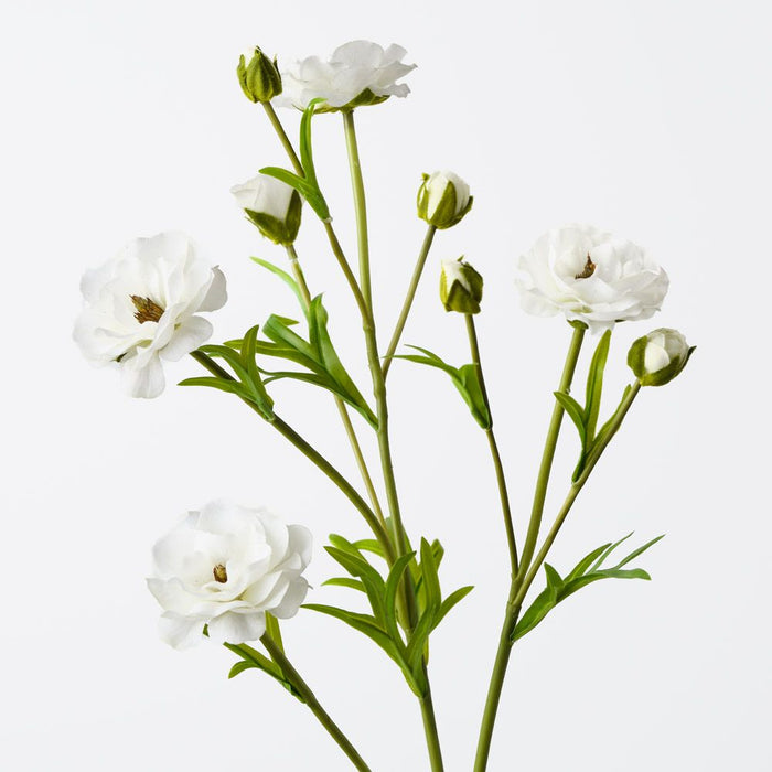 Ranunculus Spray White 72cm Pack of 12