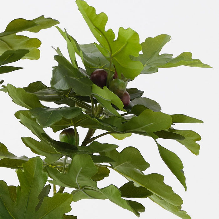 Fig Tree Green 150cm Pack of 2