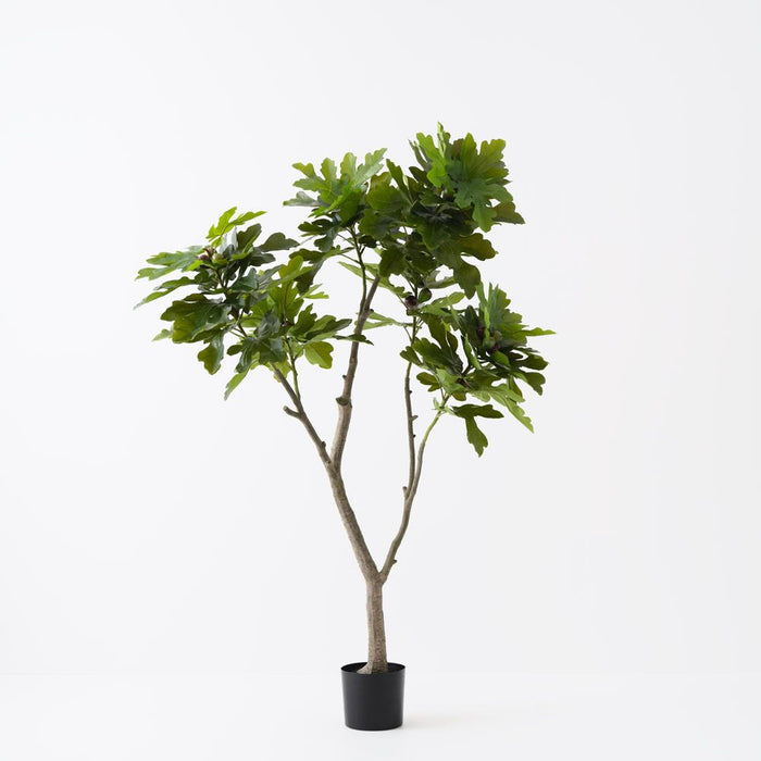 Fig Tree Green 180cm