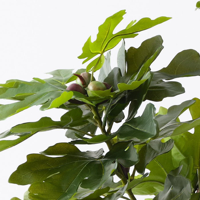 Fig Tree Green 180cm