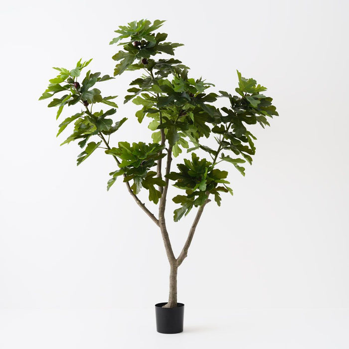 Fig Tree Green 210cm