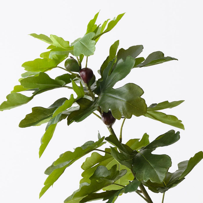 Fig Tree Green 210cm