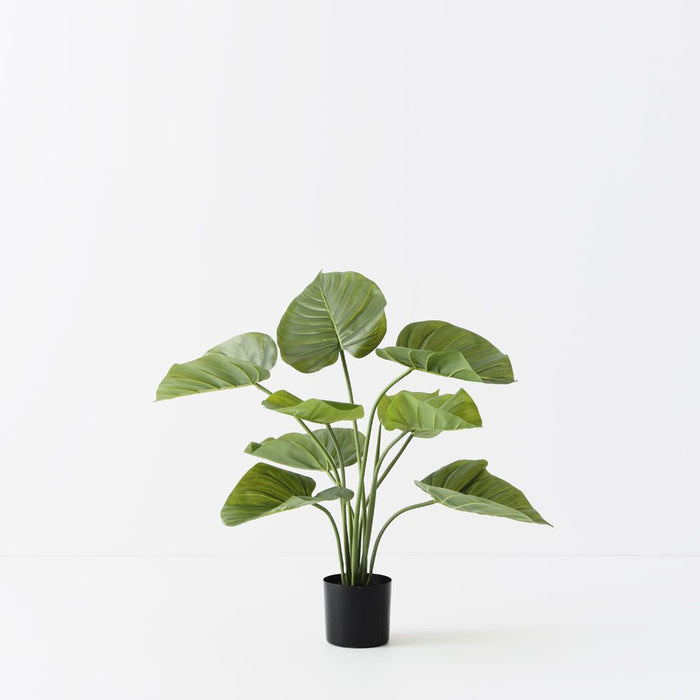Taro Plant Green 60cm Pack of 2