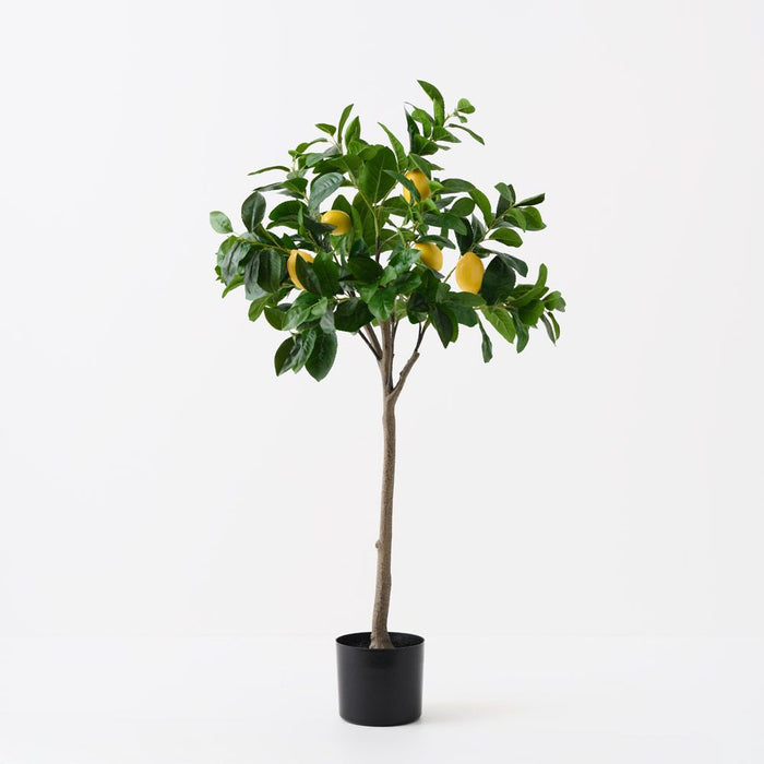 Lemon Tree Yellow Green 120cm Pack of 2
