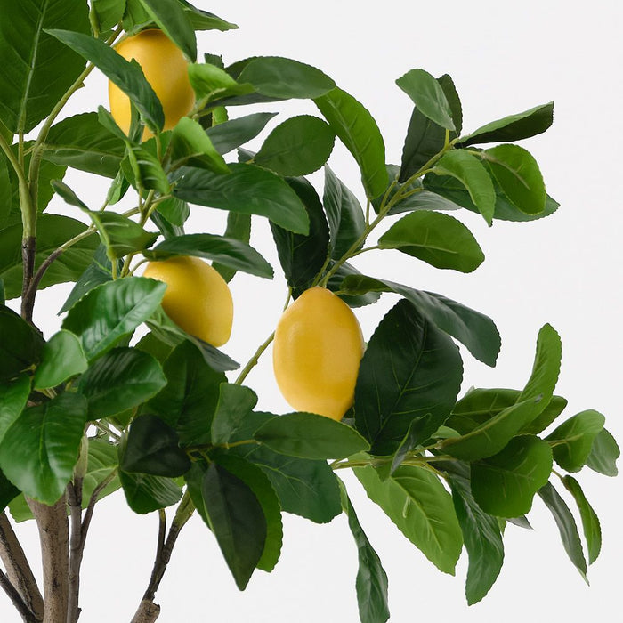 Lemon Tree Yellow Green 120cm Pack of 2