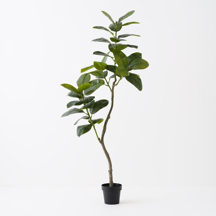 Rubber Tree Green 180cm