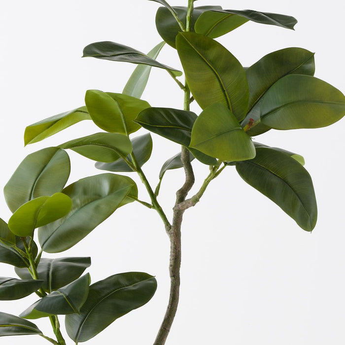 Rubber Tree Green 180cm