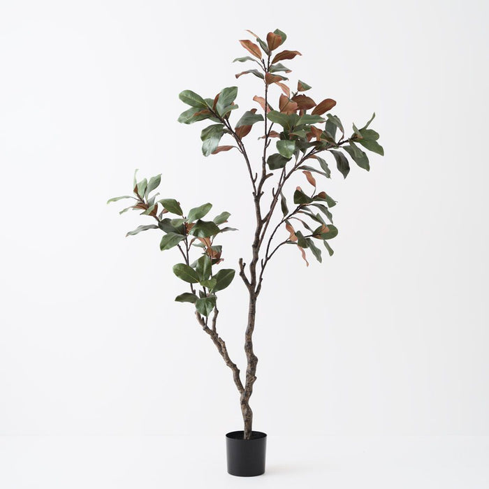 Magnolia Tree Green 210cm