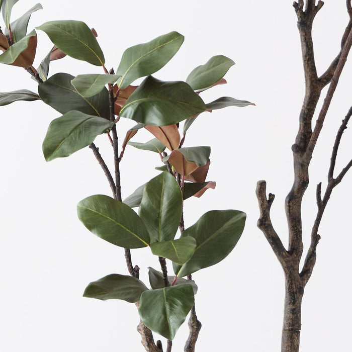 Magnolia Tree Green 210cm