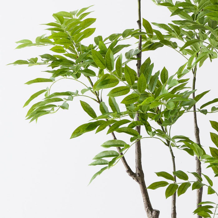 Lacquer Tree Green 190cm Pack of 2