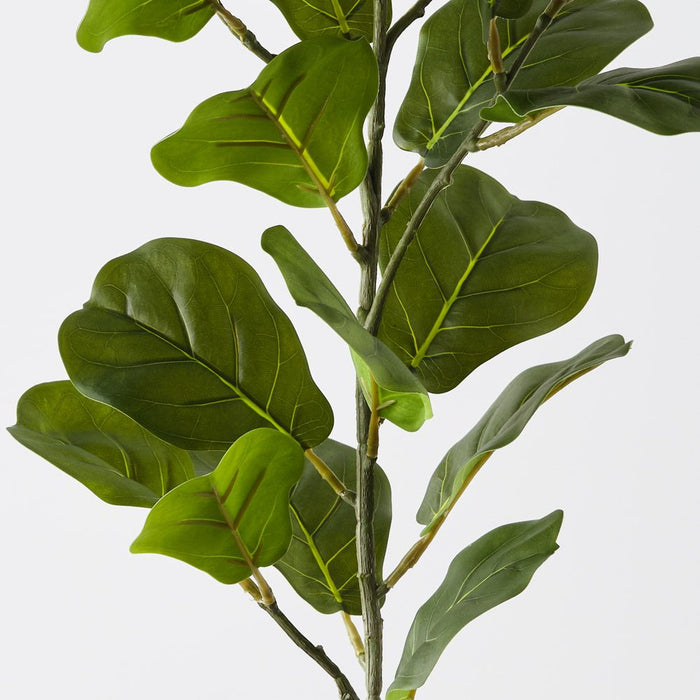 Fiddle Leaf Spray Green 100cm Pack of 12