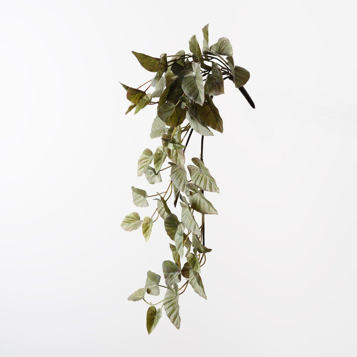 Caladium Hanging Bush Mauve Green 75cm Pack of 6