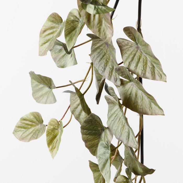 Caladium Hanging Bush Mauve Green 75cm Pack of 6