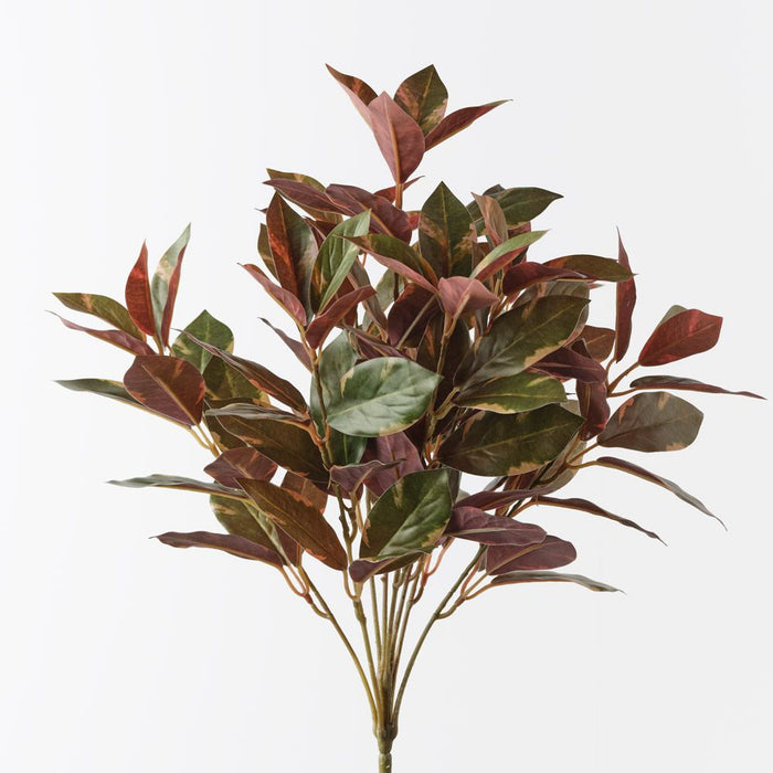 Laurel Bush Green Burgundy 40cm Pack of 6