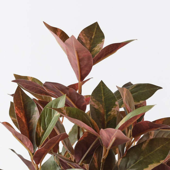 Laurel Bush Green Burgundy 40cm Pack of 6