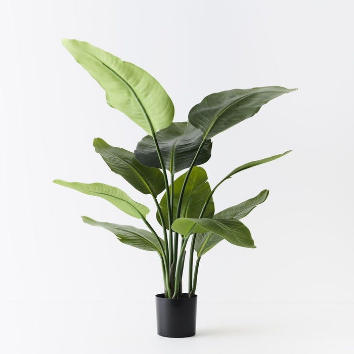 Bird of Paradise Plant Green 90cm Pack of 2