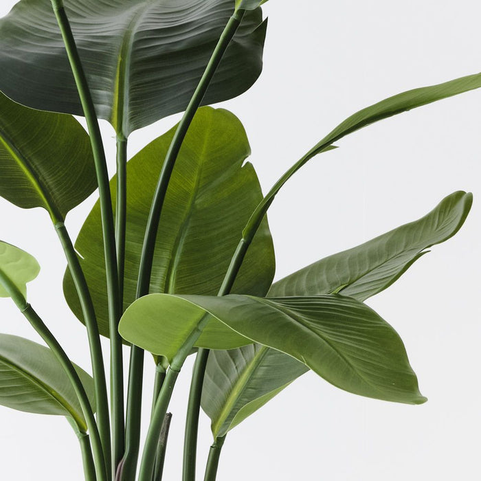 Bird of Paradise Plant Green 90cm Pack of 2