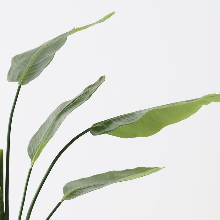 Palm Traveller Green 180cm