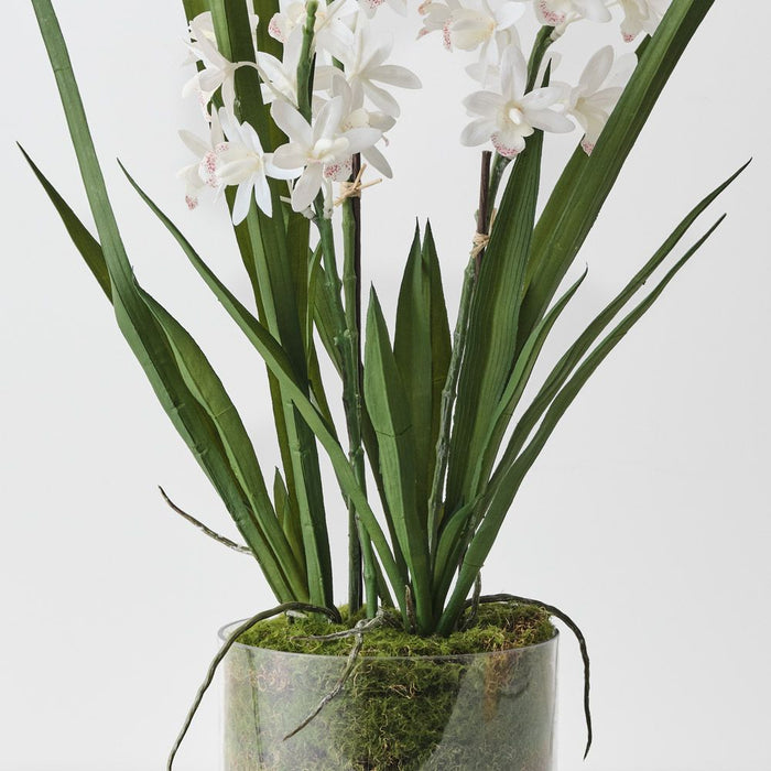 Orchid Cymbidium in Vase White 60cm