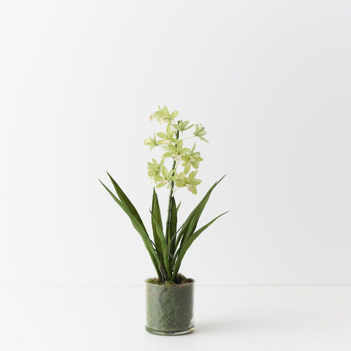 Orchid Cymbidium in Vase Light Green 45cm
