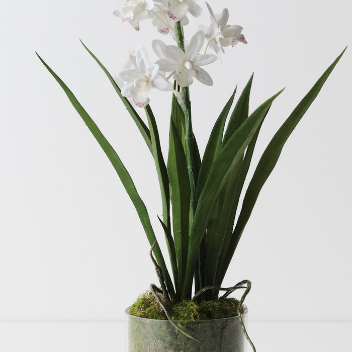 Orchid Cymbidium in Vase White 45cm