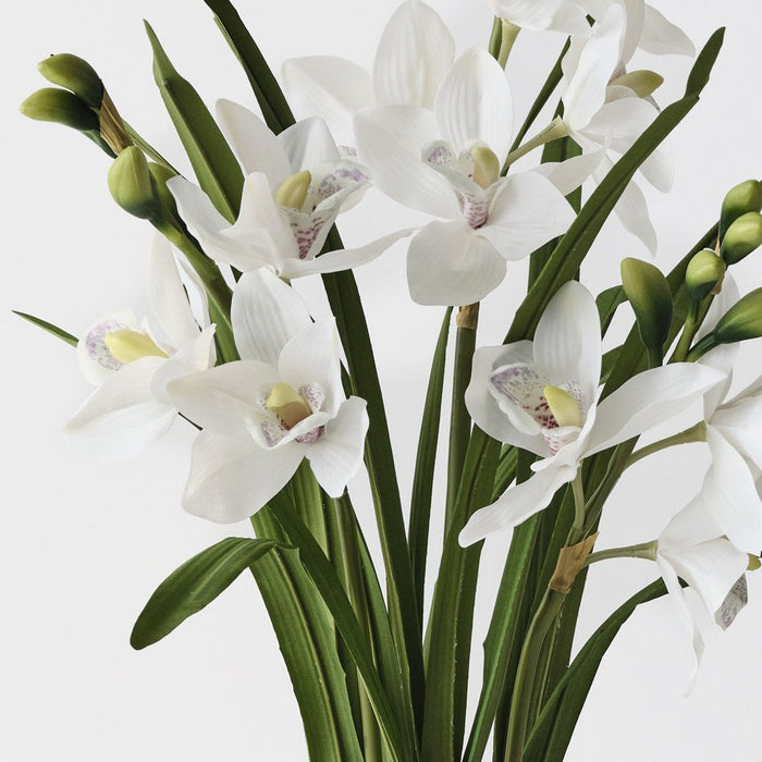 Orchid Cymbidium Plant White 69cm Pack of 2