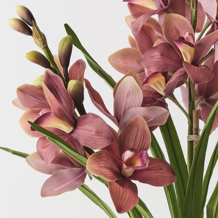 Orchid Cymbidium Plant Mauve Green 86cm