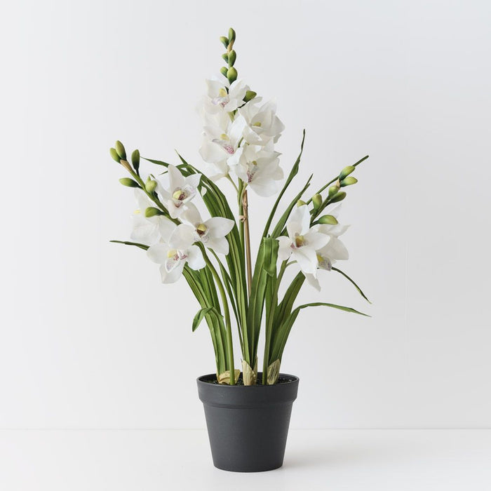 Orchid Cymbidium Plant White 86cm