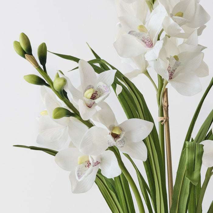 Orchid Cymbidium Plant White 86cm
