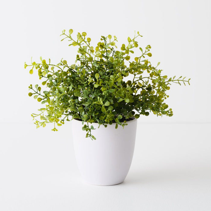 Boxwood Plant Green 28cm Pack of 6