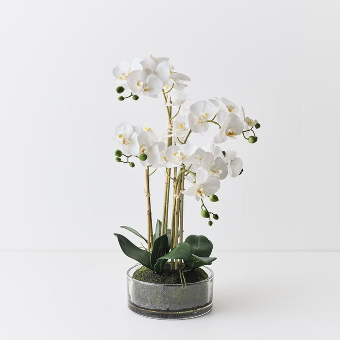 Orchid Phalaenopsis in Bowl White 61cm