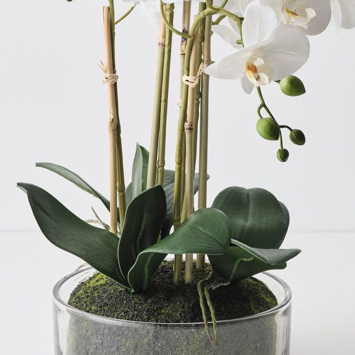 Orchid Phalaenopsis in Bowl White 61cm