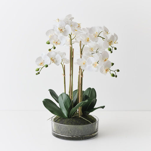 Orchid Phalaenopsis in Bowl 64cm White