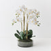 Orchid Phalaenopsis in Bowl 64cm White